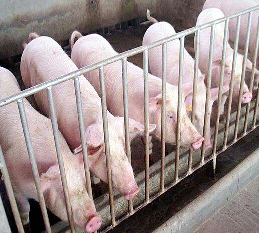 宣威市朝榮種植養殖專(zhuān)業(yè)合作社?-云南能投軍創(chuàng  )產(chǎn)業(yè)投資有限公司