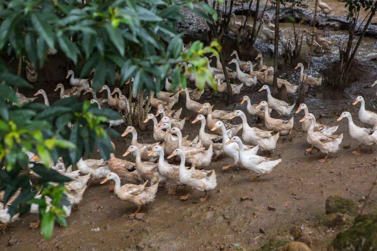 宣威市朝榮種植養殖專(zhuān)業(yè)合作社?-云南能投軍創(chuàng  )產(chǎn)業(yè)投資有限公司