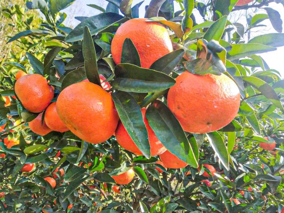 核桃種植、加工、收購、銷(xiāo)售-云南能投軍創(chuàng  )產(chǎn)業(yè)投資有限公司