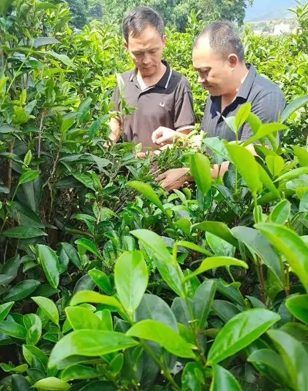 荒廢茶場(chǎng)如今年產(chǎn)量超10000斤，多虧了曾獲三等功的他！-云南能投軍創(chuàng  )產(chǎn)業(yè)投資有限公司