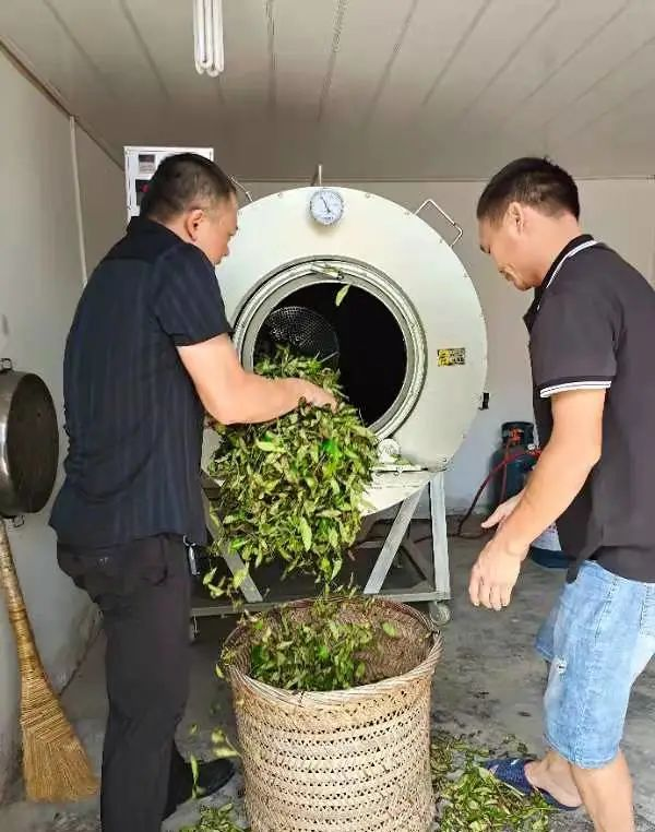 荒廢茶場(chǎng)如今年產(chǎn)量超10000斤，多虧了曾獲三等功的他！-云南能投軍創(chuàng  )產(chǎn)業(yè)投資有限公司