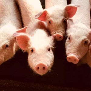 保山市-云南能投軍創(chuàng  )產(chǎn)業(yè)投資有限公司